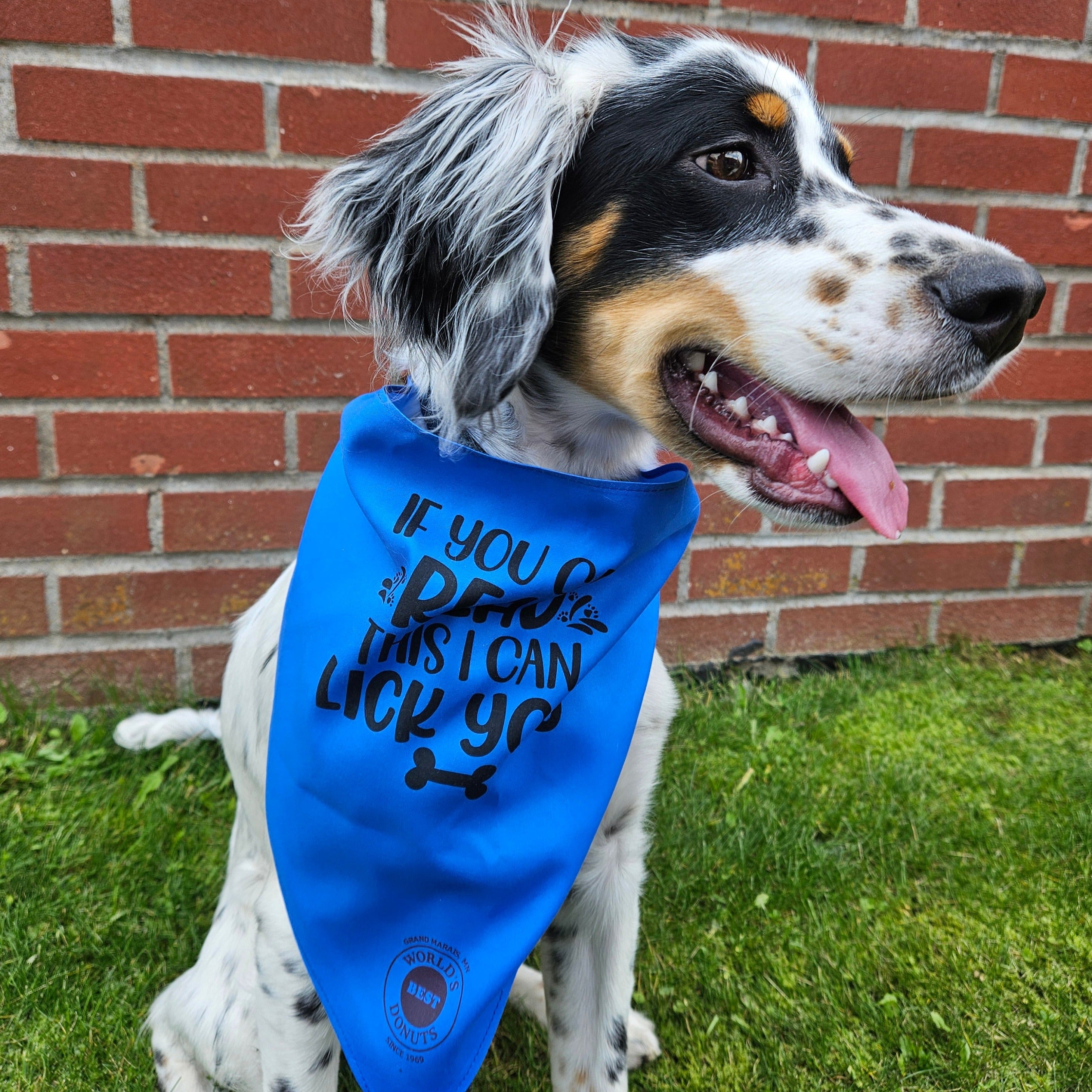 Dog Bandana